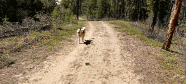 a dog is walking on a dirt road in the woods