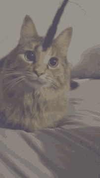 a cat is playing with a rope and looking up
