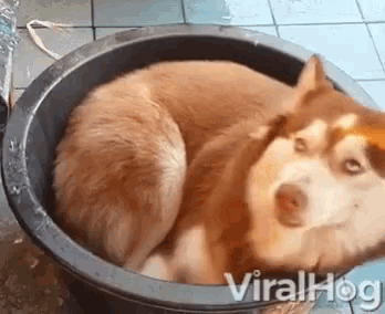 a husky dog is laying in a black bucket with the word viralhog written on the bottom