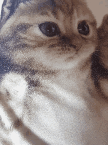 Oof Cute GIF - Oof Cute Cat GIFs