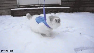 Cat What Is This GIF - Cat What Is This Scared GIFs