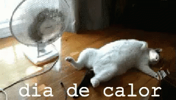 Dia De Calor GIF - Cat Chill Relaxing GIFs