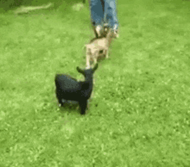 Goat Goats GIF - Goat Goats Crazy GIFs