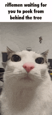a white cat with a pink nose is looking at the camera with the caption riflemen waiting for you to peck from behind the tree