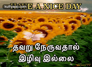 a picture of a field of sunflowers with the words " have a nice day "