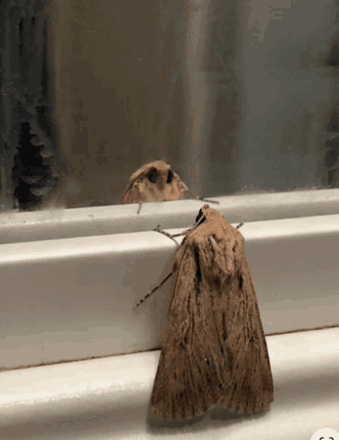 a moth is sitting on a window sill and looking out the window