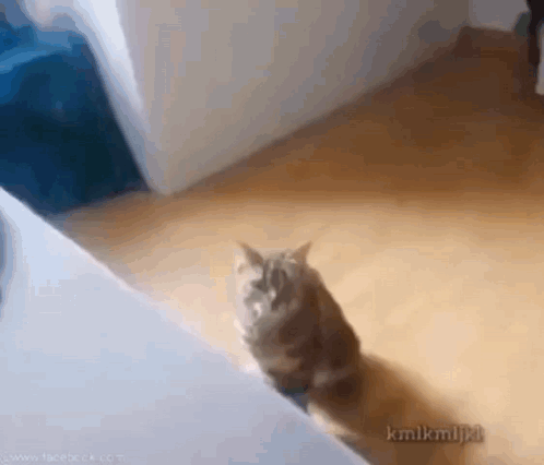 Cat Gato GIF - Cat Gato Desmayo GIFs