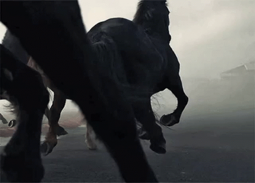 Horses Black Horse GIF - Horses Black Horse Horses Running GIFs