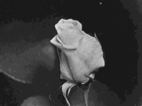 a close up of a white rose on a black background .