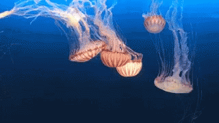 Jellyfish Floating GIF - Jellyfish Floating Water GIFs