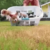 Puppies Basket GIF - Puppies Basket Cute Animals GIFs