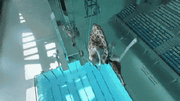 a giraffe is standing on a diving board in a swimming pool ..