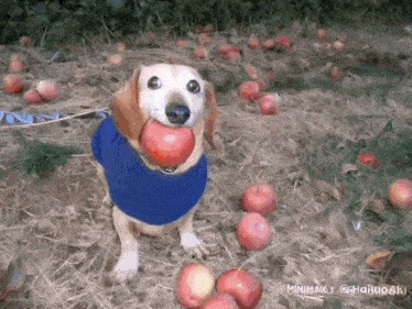 a dog wearing a blue shirt is eating an apple
