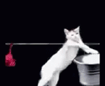 Gato Cat GIF - Gato Cat Wash GIFs