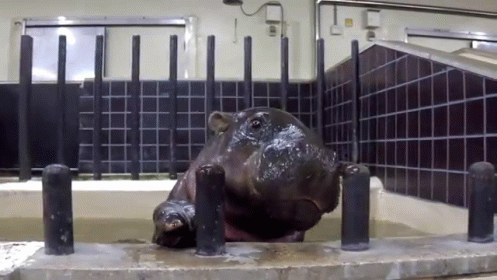 Those Are Not Tasty GIF - Hippos Babies Baby GIFs