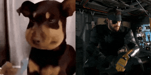 a picture of a dog and a picture of a man in a suit
