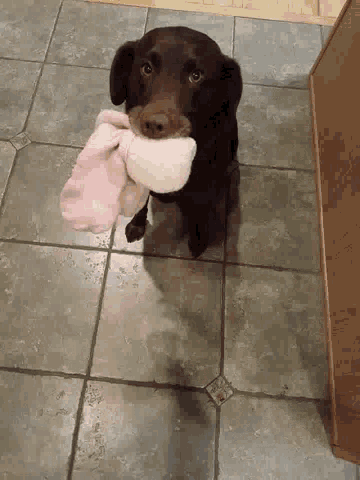 Pup Stole GIF - Pup Stole Socks GIFs