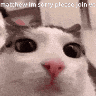Matthew Cat GIF - Matthew Cat GIFs