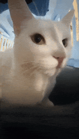 a close up of a white cat 's face with a blurred background