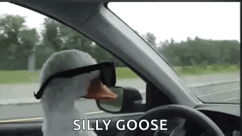 a goose wearing sunglasses is driving a car on the highway .