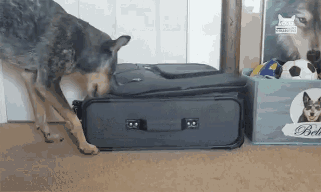 Dog Getting Into Luggage Im Ready To Go GIF - Dog Getting Into Luggage Im Ready To Go Lets Go GIFs