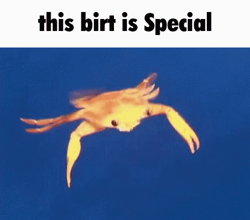 Bird This Birt Is Special GIF - Bird This Birt Is Special Birt GIFs