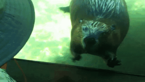 a beaver is swimming in a tank with a person looking at it