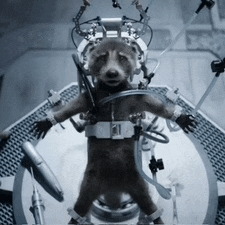a dog is wearing a harness that says ' ii ' on it