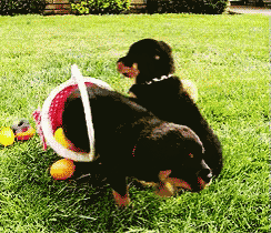 two dogs are playing in the grass with a bucket