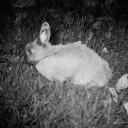 a black and white photo of a rabbit sitting in the grass at night .