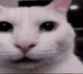 a close up of a white cat 's face with a blurred background .
