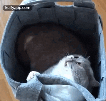 a cat is laying in a bag with the words kulfyapp.com at the bottom