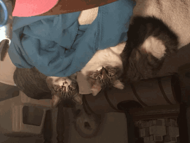 a cat is laying on its back with a blue blanket on top of it