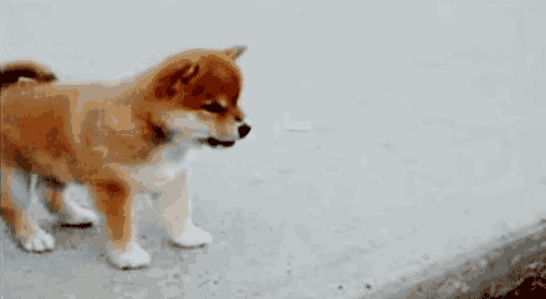 a shiba inu puppy is standing on a sidewalk looking at something .