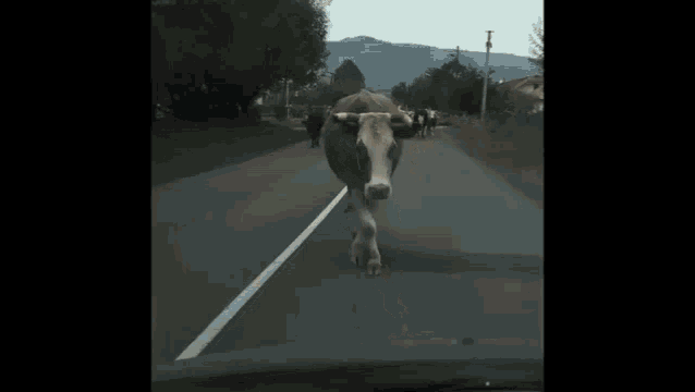Cowwalk GIF - Cowwalk GIFs