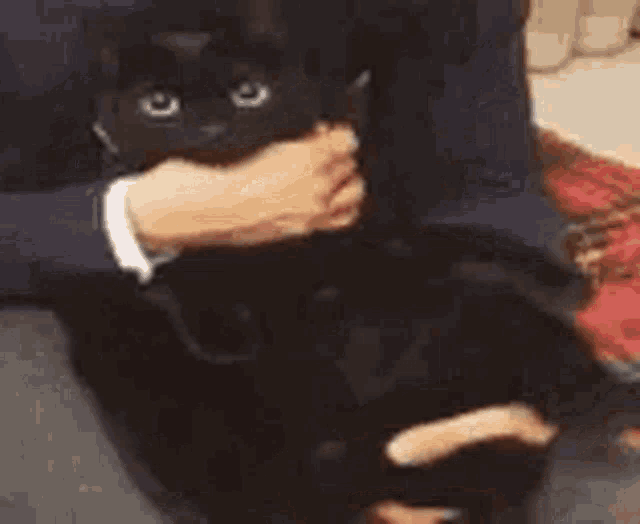 a person is petting a black cat on their lap .