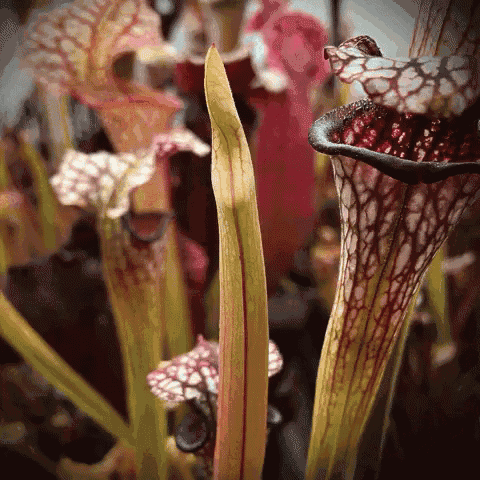 Sarracenia Carnivorous GIF - Sarracenia Carnivorous GIFs