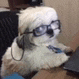 a dog wearing glasses and headphones is sitting in front of a laptop computer .
