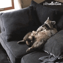 a raccoon laying on a couch with the word pet collective written on the bottom