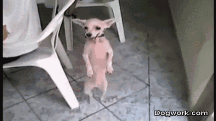 a small dog is standing on its hind legs next to a chair .