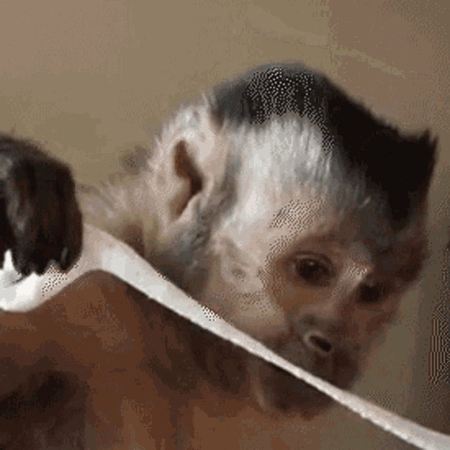 Monkey Sniffing GIF
