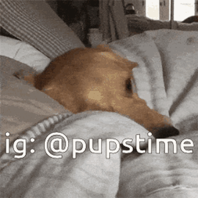 a dog is laying on a bed under a blanket with a caption that says ig @pupstime