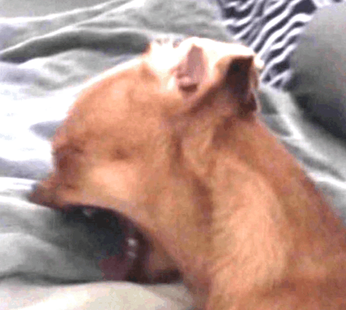 a dog is yawning on a bed with its mouth open