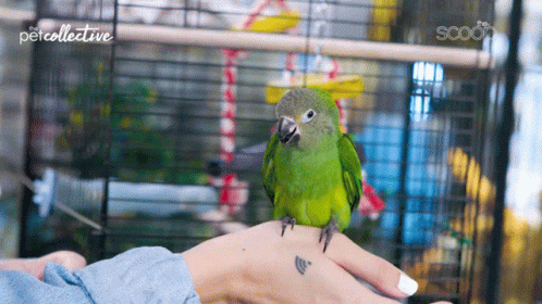 Curious Parakeet GIF - Curious Parakeet Bird GIFs