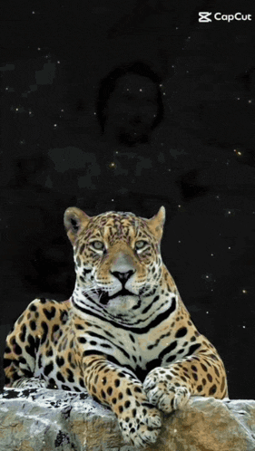 a leopard is laying on a rock in front of a black background with capcut written on it