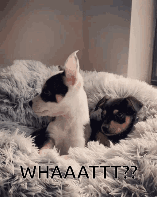 Dog What GIF - Dog What Puppy GIFs