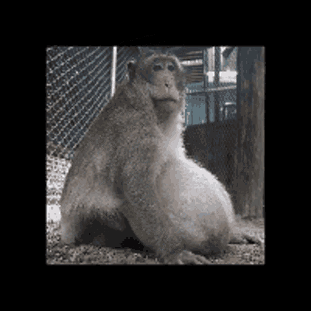 a large monkey is sitting on the ground in a cage