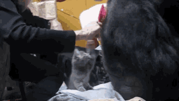 a person is petting a cat while another person looks on .