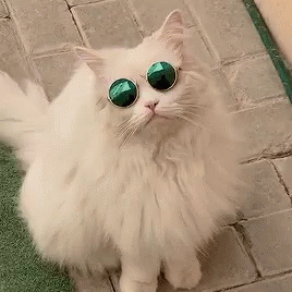 Deal With It Funny Animals GIF - Deal With It Funny Animals Cats GIFs
