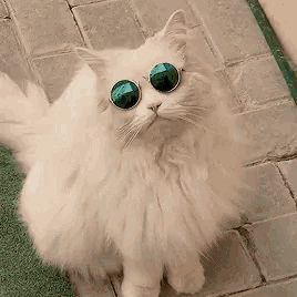 a fluffy white cat wearing green sunglasses looks up